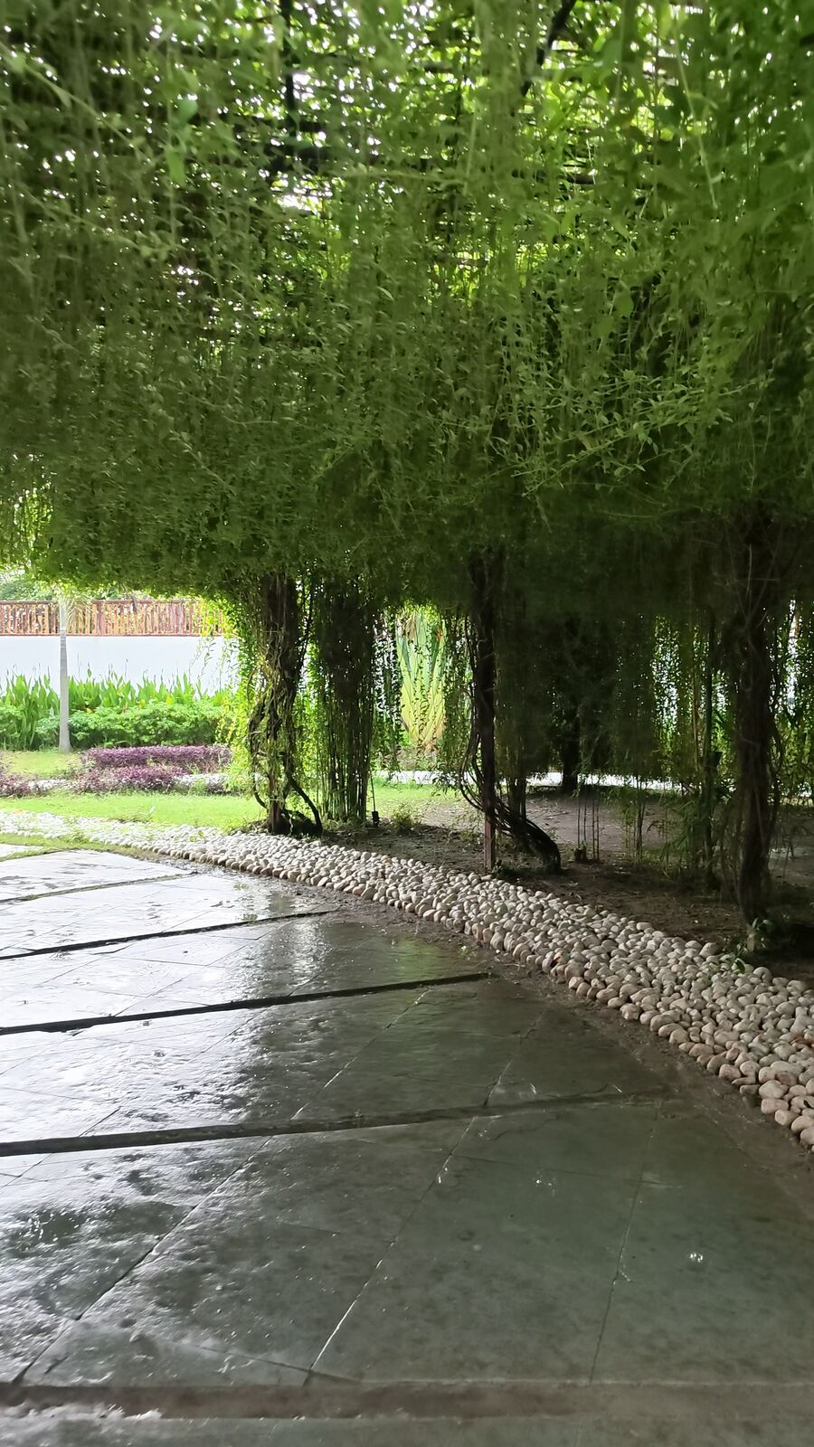 Stone walkway under a canopy of hanging vines
